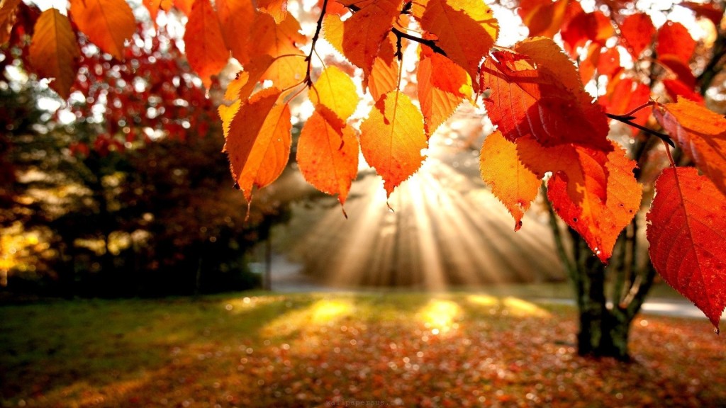 Fall-Nature-HD-Wallpaper-2